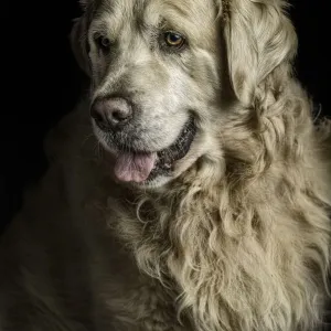 Golden Golden