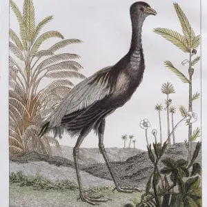 Golden-breasted trumpet bird, hand-coloured copperplate engraving from Friedrich Justin Golden-breasted trumpet bird, hand-coloured copperplate engraving from Friedrich Justin
