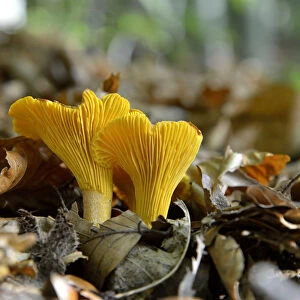 Golden Chanterelle or Chanterelle -Cantharellus cibarius-, Black Forest, Baden-Wurttemberg, Germany