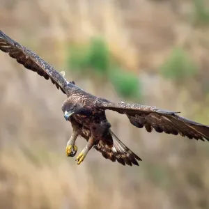 Golden Eagle Golden Eagle