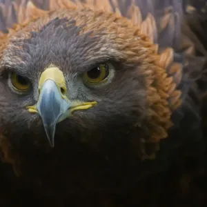 Golden Eagle Print - Close-up Portrait of a Golden Eagle Golden Eagle Print - Close-up Portrait of a Golden Eagle