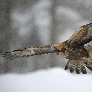 Golden Eagle -Aquila chrysaetos- in flight during snowfall, Oulanka National Park, Kuusamo, Lapland, Finland