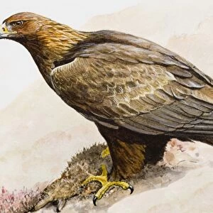 Golden eagle (Aquila chrysaetos), sitting on the ground, side view