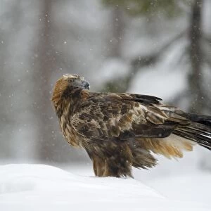 Golden Eagle -Aquila chrysaetos- standing in deep snow during snowfall, Oulanka National Park, Kuusamo, Lapland, Finland