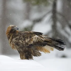 Golden Eagle -Aquila chrysaetos- standing in deep snow during snowfall, Oulanka National Park, Kuusamo, Lapland, Finland