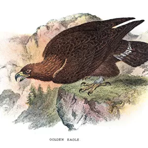 Golden eagle illustration 1896