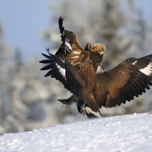 Golden Eagles Print: Two Competing Birds at a Bait Place in Finland Golden Eagles Print: Two Competing Birds at a Bait Place in Finland