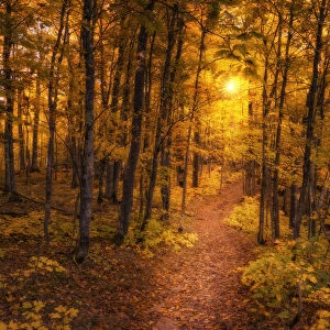 Golden Forest Pathway