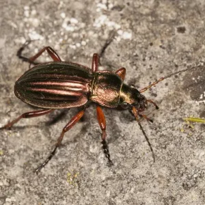 Golden Ground Beetle Print, Untergroeningen, Germany