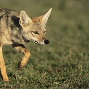 Golden jackal (Canis aureus) stalking