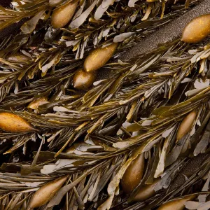 Golden kelp (class Phaeophyceae), California