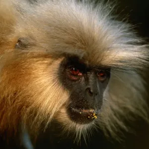 Golden Langur Close Up Print