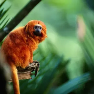Golden Lion Tamarin Print