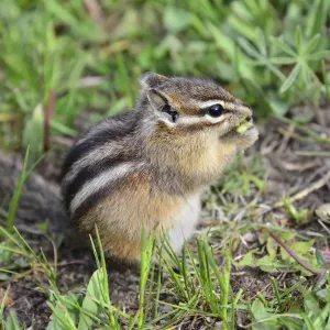 Golden-mantled Ground Squirrel Golden-mantled Ground Squirrel