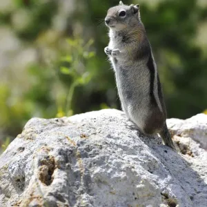 Golden-mantled Ground Squirrel -Spermophilus lateralis-, Yellowstone National Park, Wyoming, United States of America, USA Golden-mantled Ground Squirrel -Spermophilus lateralis-, Yellowstone National Park, Wyoming, United States of America, USA