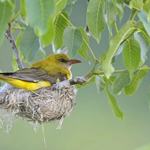 Golden Oriole -Oriolus oriolus-, adult female incubating eggs in the nest, in a walnut tree, Bulgaria