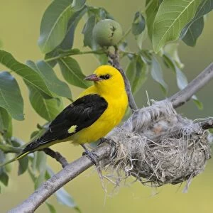 Golden Oriole -Oriolus oriolus-, adult male, watching over the nest, in a walnut tree, Bulgaria