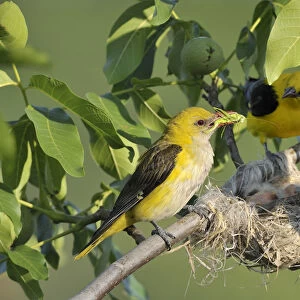 Golden Orioles -Oriolus oriolus-, male and female at the nest in a walnut tree, female holding grasshopper in beak as feed, Bulgaria