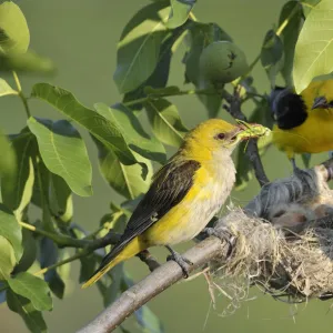 Golden Orioles -Oriolus oriolus-, male and female at the nest in a walnut tree, female holding grasshopper in beak as feed, Bulgaria