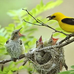 Golden Orioles -Oriolus oriolus-, young bird, chick, begging, adult male feeding the birds with a white mulberry, nest in an acacia tree, Bulgaria