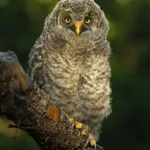 Golden Owl Print: A Great Grey Owl Chick in Grand Teton National Park