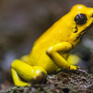 Golden poison frog