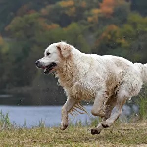 Golden Retriever -Canis lupus familiaris-, male dog running, in autumn