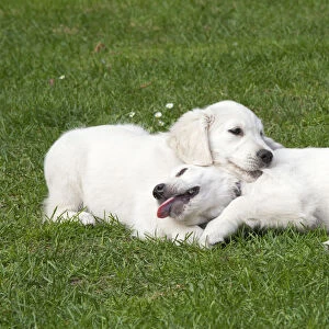 Two Golden Retriever puppies