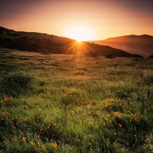 Golden State Poppies Golden State Poppies
