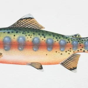 Golden Trout, Oncorhynchus aguabonita, side view