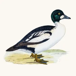 Goldeneye Duck Waterfowl bird Goldeneye Duck Waterfowl bird