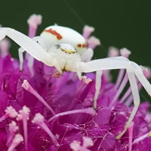 Goldenrod Crab Spider (Misumena vatia) on Japanese Scabious flower (Scabiosa japonica