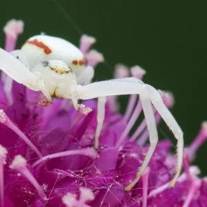 Goldenrod Crab Spider (Misumena vatia) on Japanese Scabious flower (Scabiosa japonica