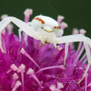Goldenrod Crab Spider on Japanese Scabious Print Goldenrod Crab Spider on Japanese Scabious Print