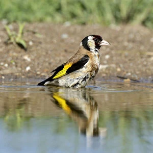 Goldfinch -Carduelis carduelis-, bathing, Northern Bulgaria, Bulgaria