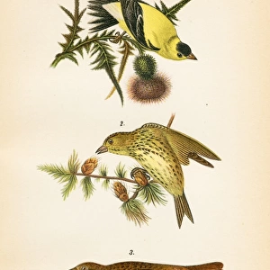 Goldfinch Pine Finch bird lithograph 1890