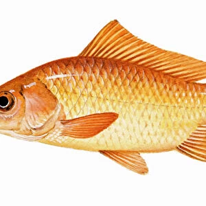 Goldfish (Carassius auratus), member of carp family
