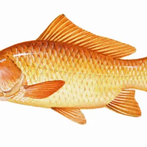 Goldfish (Carassius auratus), member of carp family