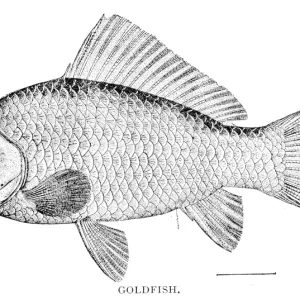 Goldfish Print, 1898 Engraving Goldfish Print, 1898 Engraving