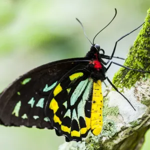GOLIATH BIRDWING BUTTERFLY (Male) RAINFORESTS OF NEW GUINEA