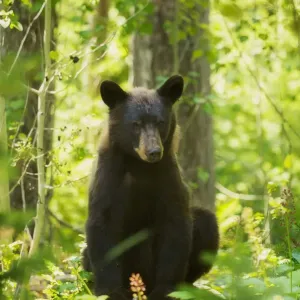 Good bear Good bear
