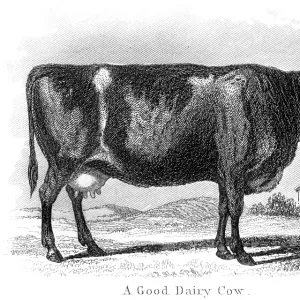 Good dairy cow engraving 1873