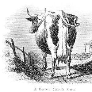 Good milk cow engraving 1873