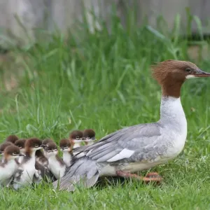 Goosander Female with Chicks Print Goosander Female with Chicks Print