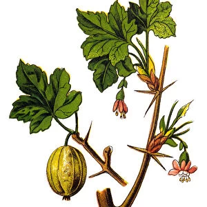 Gooseberry (Ribes grossularia)