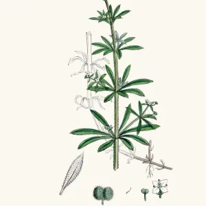 Digitally restored Galium aparine Print Digitally restored Galium aparine Print