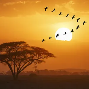 Egyptian Goose Print: Sunset Flight Over Amboseli Egyptian Goose Print: Sunset Flight Over Amboseli