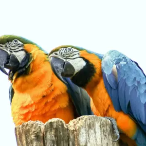 Two Gorgeous, Curious Blue-and-Gold Macaws Two Gorgeous, Curious Blue-and-Gold Macaws