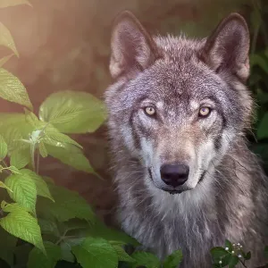 Gorgeous Gray Wolf posing against lush foliage Gorgeous Gray Wolf posing against lush foliage