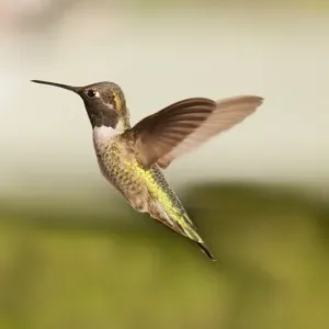 Colibri vert éblouissant. Colibri vert éblouissant.